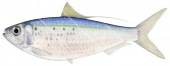 Herring,Pacific Threadfin,Opisthonema libertate,High quality illustration by Roger Swainston