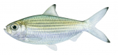 Southern Herring,Herklotsichthys castelnaui, Scientific fish illustration by Roger Swainston
