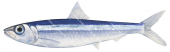 Red Eye Round Herring,Etrumeus teres,High quality illustration by Roger Swainston
