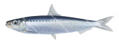 Spotted Sardine,Amblygaster sirm,High quality illustration by Roger Swainston