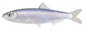 Australian Sprat,Sprattus novaehollandiae.Scientific fish illustration by Roger Swainston