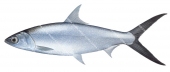 Milkfish,Chanos chanos.Scientific fish illustration by Roger Swainston