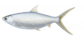 Milkfish-3,Chanos chanos,High quality illustration by Roger Swainston
