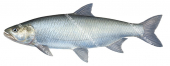 Asp,Aspius aspius.Scientific fish illustration by Roger Swainston