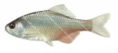 Bitterling/Bouviere,Rhodeus sericeus.Scientific fish illustration by Roger Swainston