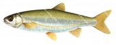 Blageon,Leuciscus souffia.Scientific fish illustration by Roger Swainston