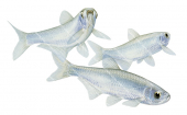 Swimming Bleak/Ablettes,Alburnus alburnus.Scientific fish illustration by Roger Swainston