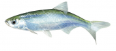 Bleak/Ablette-2,Alburnus alburnus.Scientific fish illustration by Roger Swainston