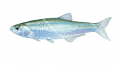 Bleak/Ablette-4,Alburnus alburnus.Scientific fish illustration by Roger Swainston