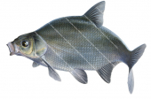 Swimming grey colour Bream/Breme,Abramis brama.Scientific fish illustration by Roger Swainston