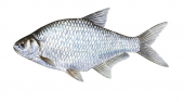 Silver Bream/Breme Bordeliere,Blicca bjoerknaScientific fish illustration by Roger Swainston