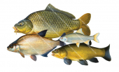 Collage Carpe,Breme,Tanche,Gardon.Scientific fish illustration by Roger Swainston