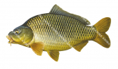 Common Carp/Carpe,Cyprinus carpioScientific fish illustration by Roger Swainston