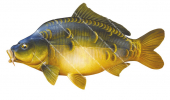 Mirror Carp/Carpe miroir,Cyprinus carpio.Scientific fish illustration by Roger Swainston