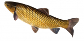 Grass Carp /Amour blanc,Ctenopharyngodon idella.Alive position fish illustration by Roger Swainston