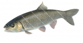 Swimming Chub/Chevesne,Leuciscus cephalus.Alive position fish illustration by Roger Swainston