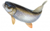 Rising to the surface Chub/Chevesne,Leuciscus cephalus.Alive position fish illustration by Roger Swainston