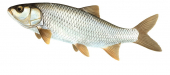 Swimming Dace/Vandoise,Leuciscus leuciscus.Scientific fish illustration by Roger Swainston