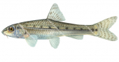 Goujon-1,Gobio gobio.Scientific fish illustration by Roger Swainston