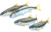School of Minnows/Vairons,Phoxinus phoxinus.High Res freshwater fish by R.Swainston