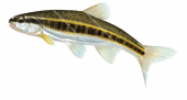 Swimming Minnows/Vairons,Phoxinus phoxinus.High Res freshwater fish by R.Swainston