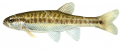 Minnows/Vairons,Phoxinus phoxinus.High Res freshwater fish by R.Swainston