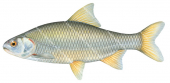 Roach/Gardon,Rutilus rutilus-2.Scientific fish illustration by Roger Swainston