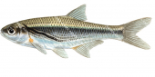 Schneider/Spirlin,Alburnoides bipunctatus.Scientific fish illustration by Roger Swainston
