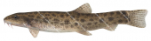 Spined Loach/Loche de riviere,Cobitis taenia,High quality illustration by Roger Swainston