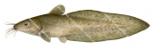 Freshwater Catfish,Tandanus tandanus,High quality illustration by Roger Swainston