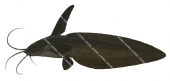 Sailfin Catfish,Paraplotosus butleri,High quality illustration by Roger Swainston