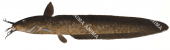 Whitelip Catfish,Paraplotosus albilabris,High quality illustration by Roger Swainston