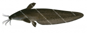Black Catfish,Neosilurus ater,High quality illustration by Roger Swainston