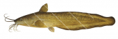 Freshwater Cobbler,Tandanus bostocki.Scientific fish illustration by Roger Swainston