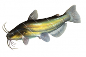American Catfish/ Poisson Chat,Ictalurus melas.Scientific fish illustration by Roger Swainston