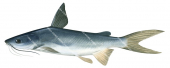 Blue Catfish,Arius graefi,High quality illustration by Roger Swainston
