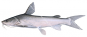 Blue Catfish,Arius guatemalensis,High quality illustration by Roger Swainston