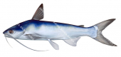 Chihuil Catfish,Bagre panamensis,High quality illustration by Roger Swainston
