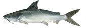Giant Sea Catfish1,Netuma thalassinus,High quality illustration by Roger Swainston