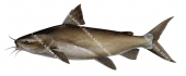 Giant Sea Catfish-2,Netuma thalassinus,High quality illustration by Roger Swainston