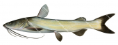 Flapnosed Catfish,Sciadeicchthys dowii,High quality illustration by Roger Swainston
