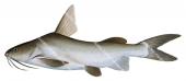 Flathead Catfish,Arius planiceps,High quality illustration by Roger Swainston
