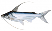Longbarbelled Catfish,Bagre pinnimaculatus,High quality illustration by Roger Swainston