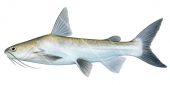 Panamanian Catfish,Arius lentiginosus,High quality illustration by Roger Swainston
