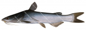 Seemans Catfish,Arius seemanni,High quality illustration by Roger Swainston