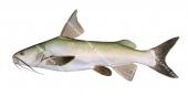 Thicklip Catfish,Arius osculus,High quality illustration by Roger Swainston