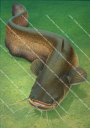 Silure avec fond,Silurus glanis,fish illustration by Roger Swainston