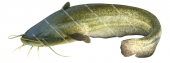 Silure,Silurus glanis|High Res freshwater fish image by R.Swainston