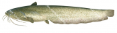 Silure-4,Silurus glanis|High Res freshwater fish image by R.Swainston
