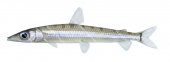 Silverside,Argentina australiae..Scientific fish illustration by Roger Swainston